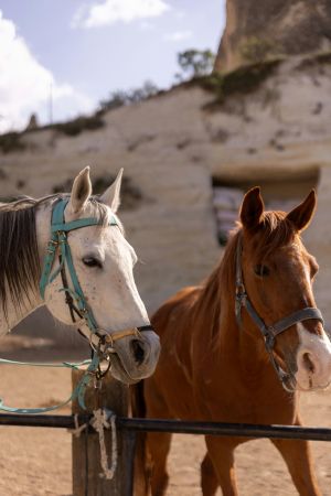 Cappadocia Horseback Riding Safari Sunrise or Sunset